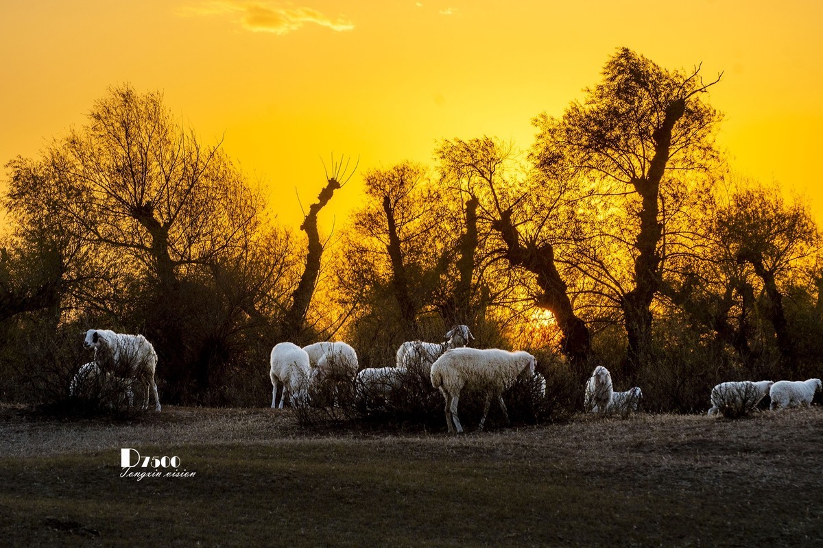 树下牧羊（15）