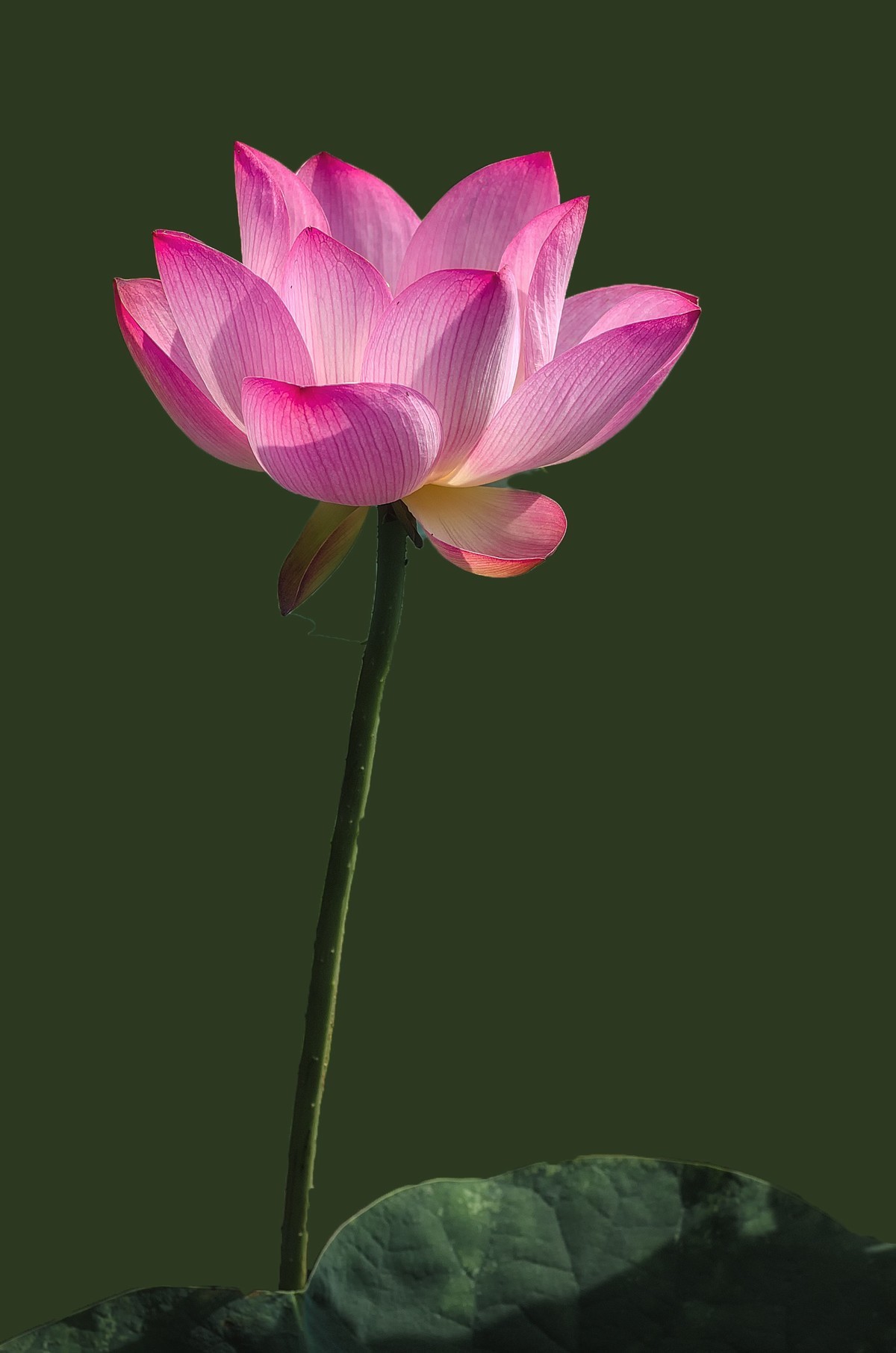 《采莲曲》  （唐代：王昌龄）