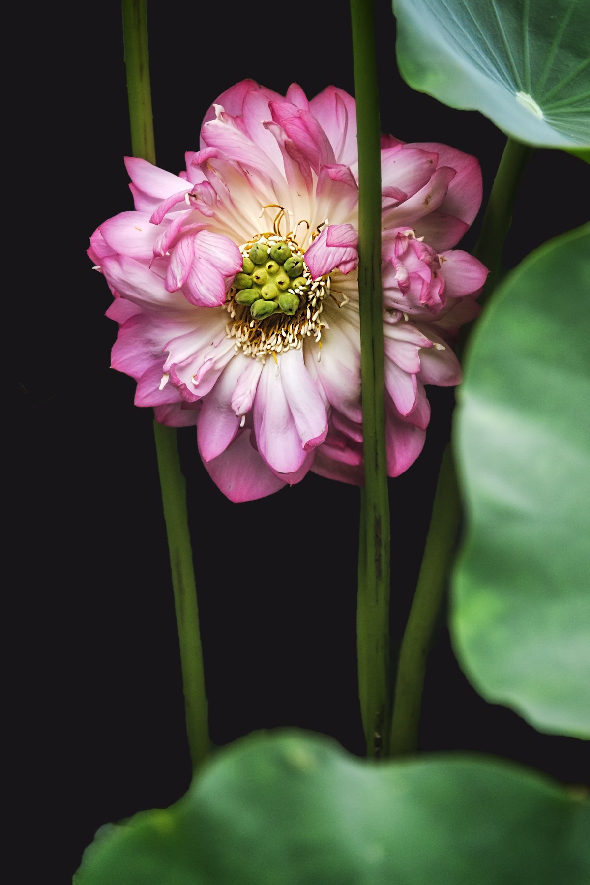 《采莲曲》  （唐代：王昌龄）