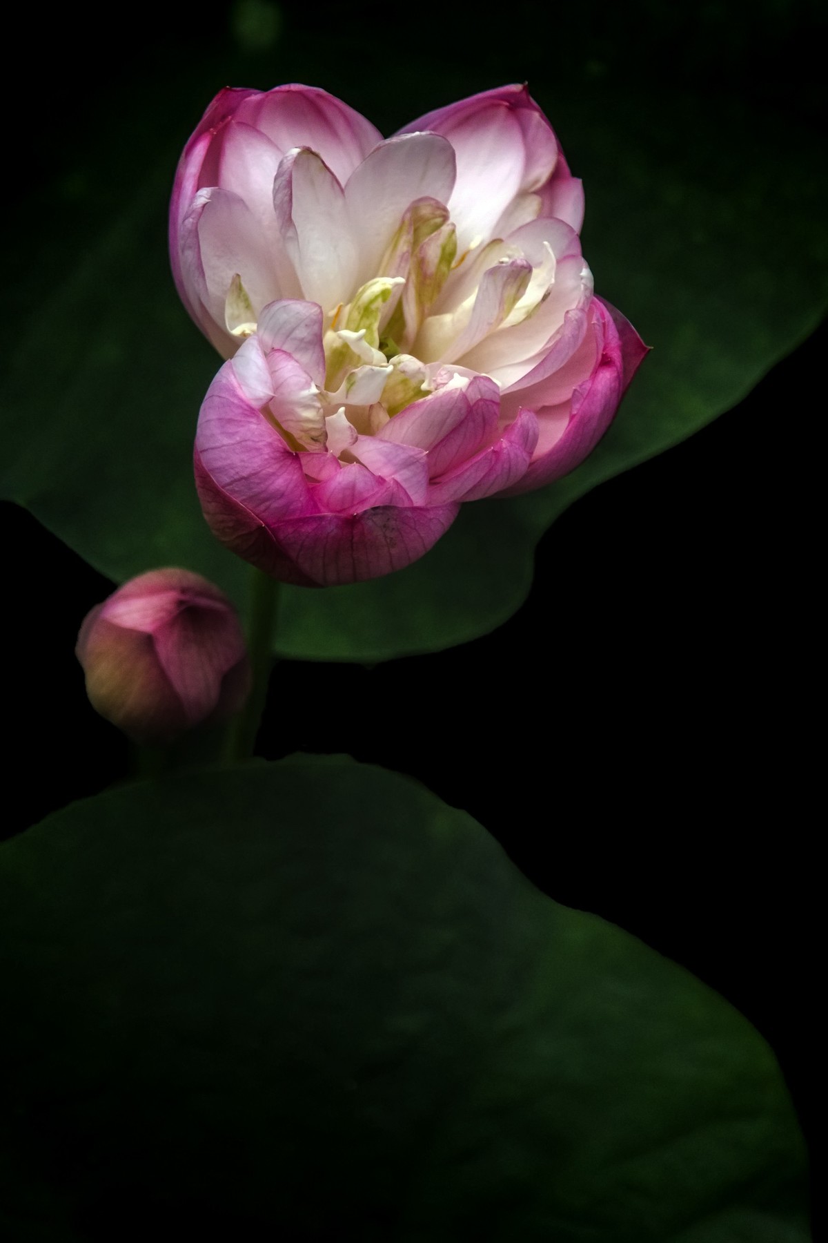 《采莲曲》  （唐代：王昌龄）