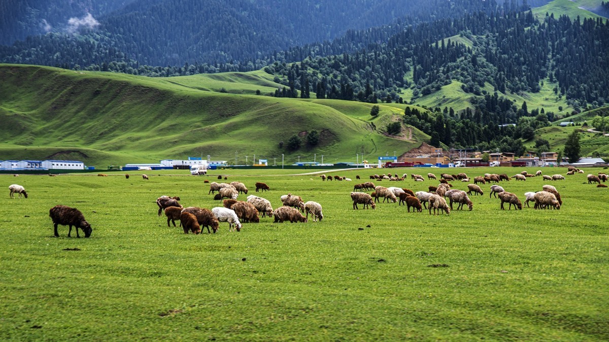 那拉提河谷草原【13】