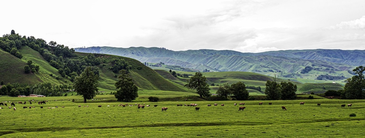 那拉提河谷草原【13】