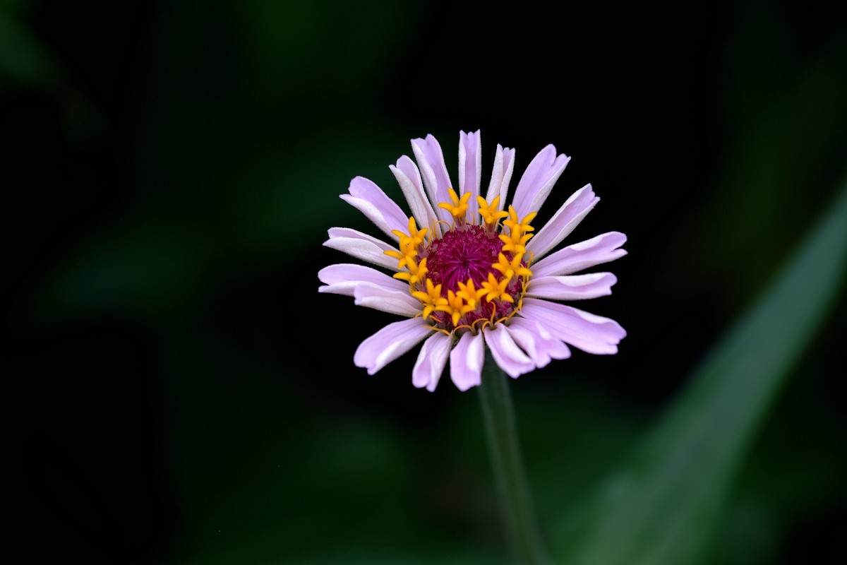 五彩缤纷百日菊