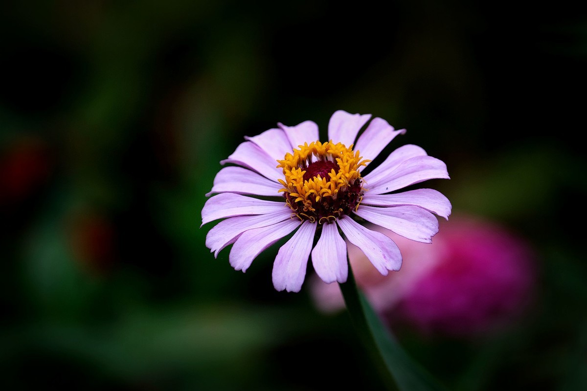 五彩缤纷百日菊