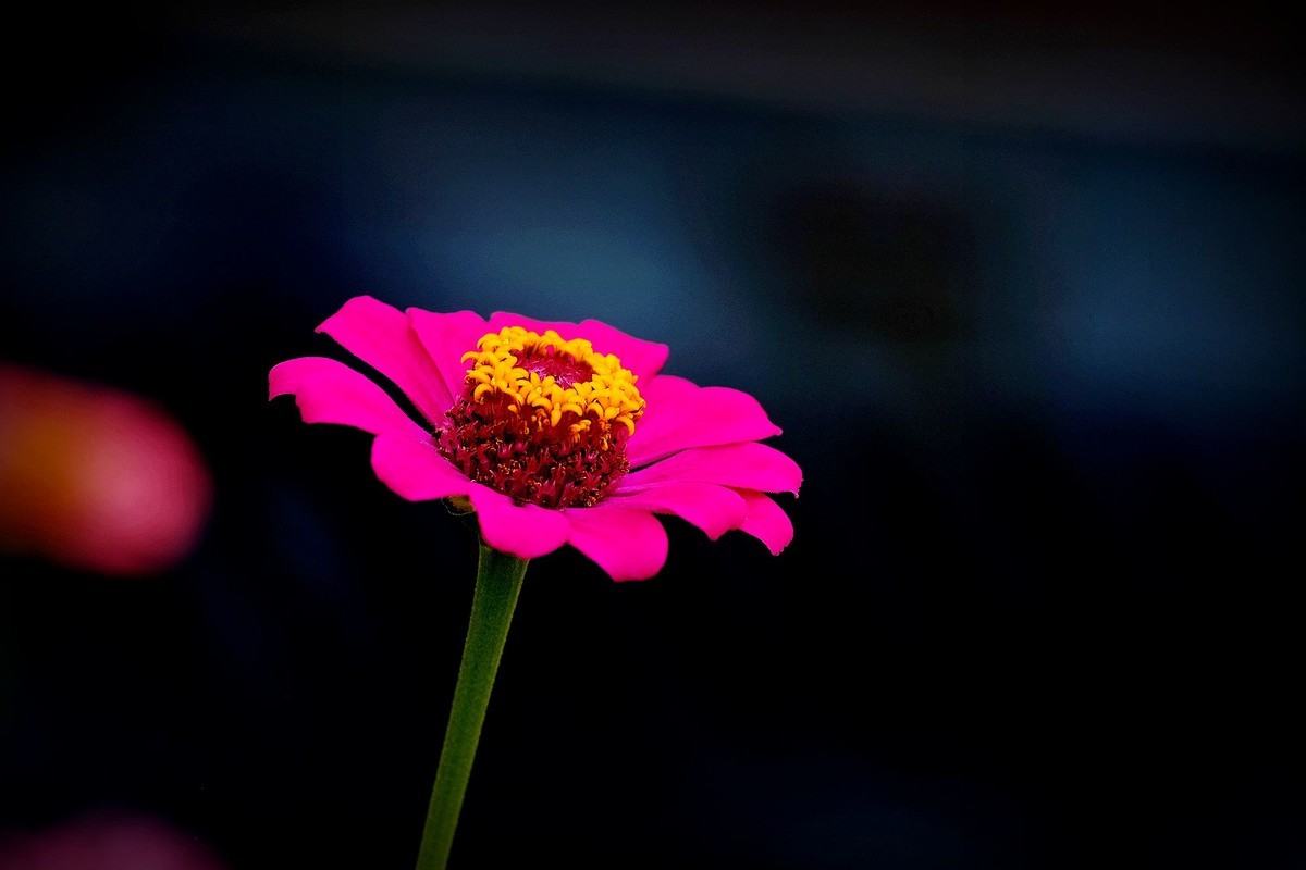 五彩缤纷百日菊