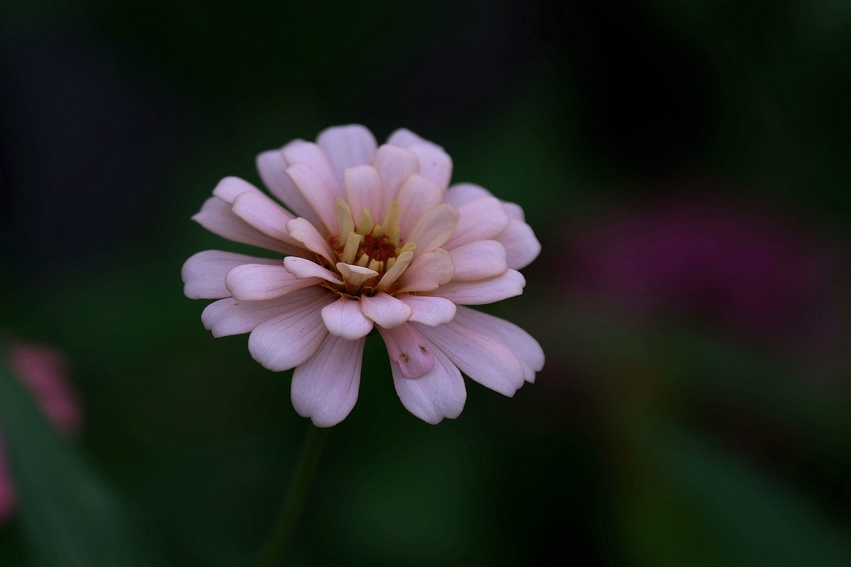 五彩缤纷百日菊
