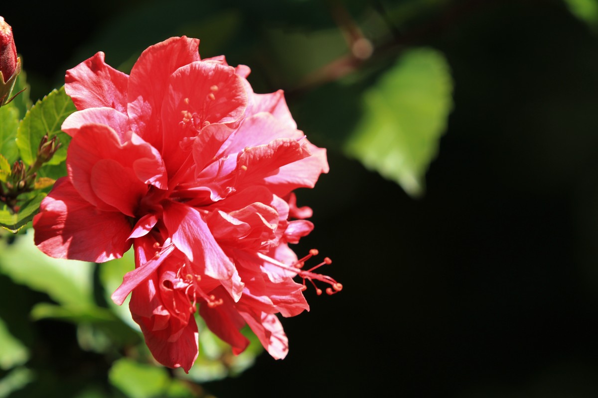 拍摄花卉一（418）