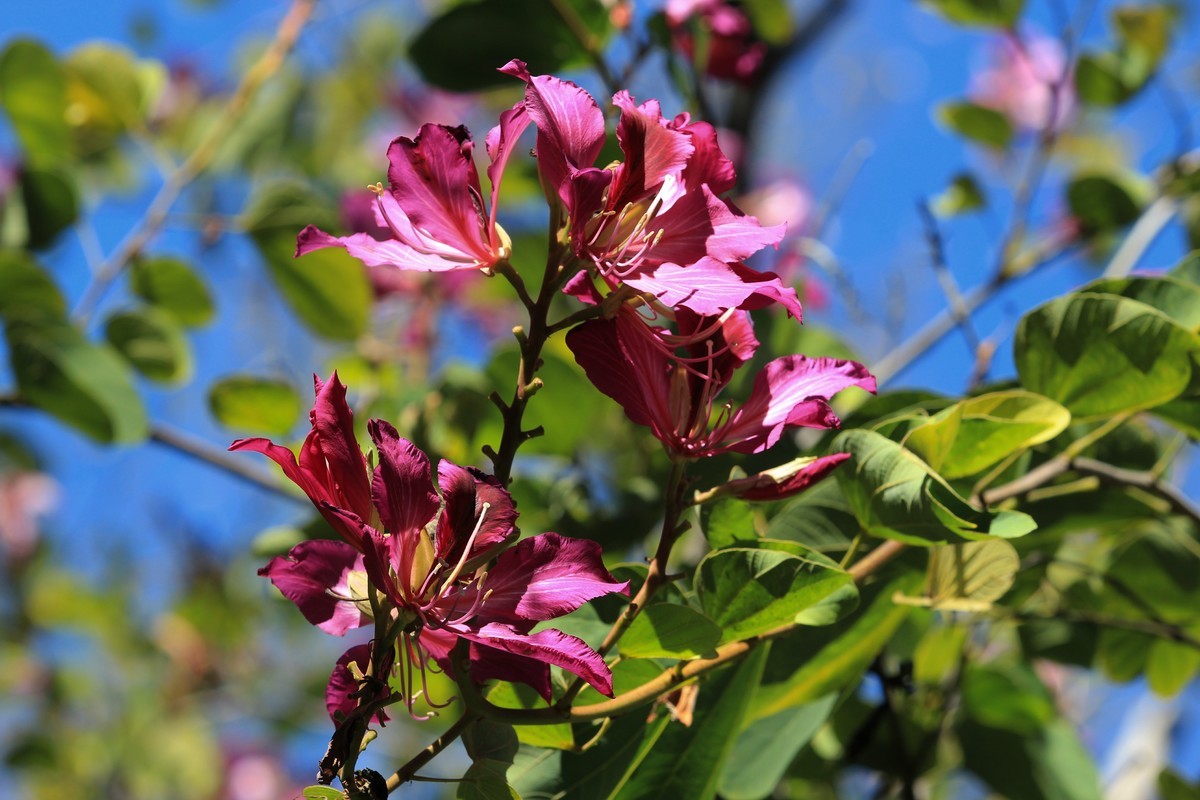 拍摄花卉一（418）