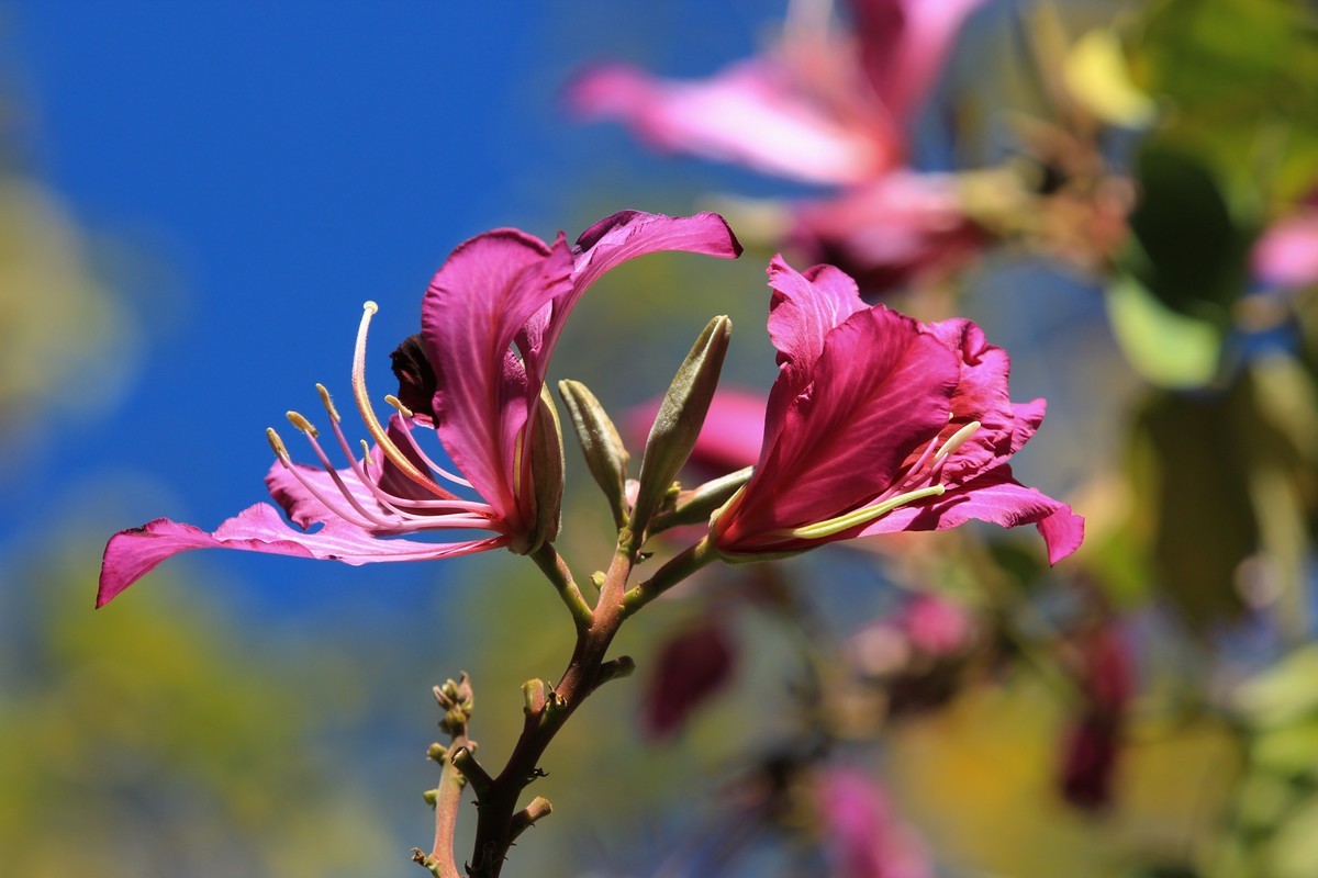 拍摄花卉一（418）