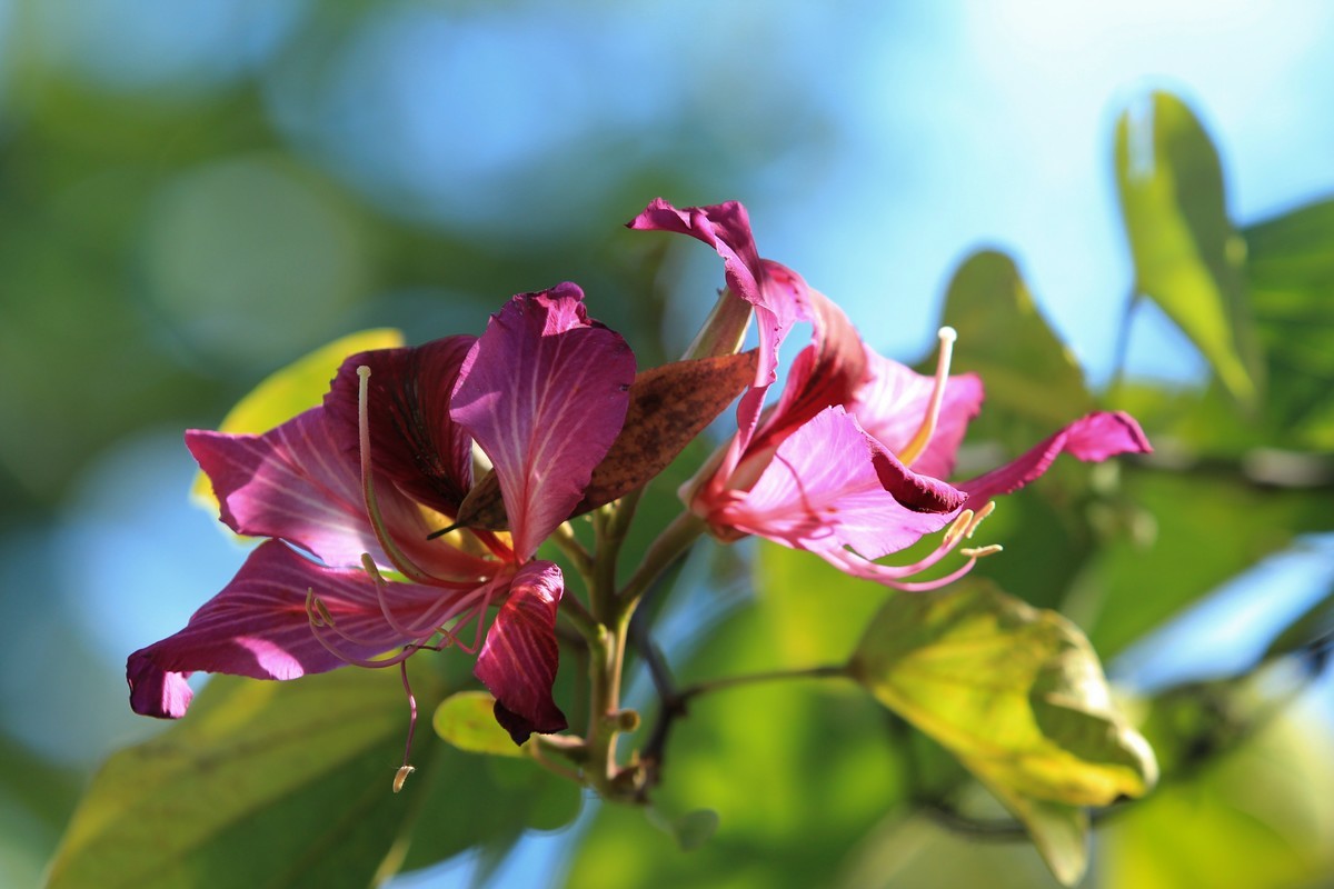 拍摄花卉一（418）