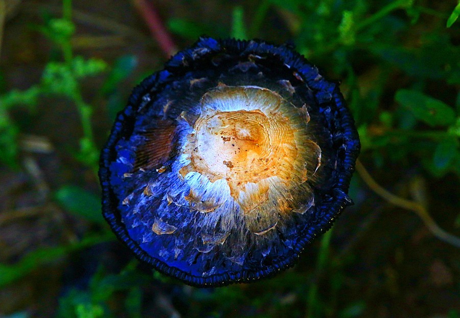 《不老松：纪实摄影》大美沧州系列報道：【6】大运河畔-花的海洋！ (5)远离可怕的毒蘑