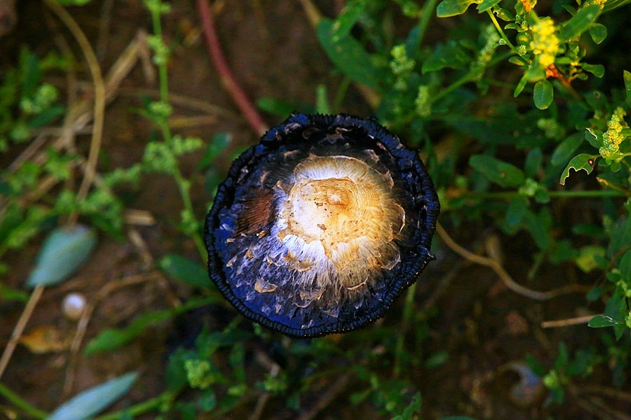 《不老松：纪实摄影》大美沧州系列報道：【6】大运河畔-花的海洋！ (5)远离可怕的毒蘑