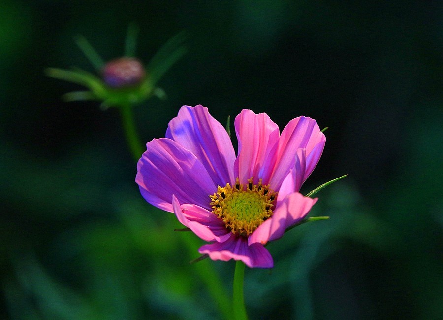 《不老松：纪实摄影》大美沧州系列報道：【6】大运河畔-花的海洋！ (5)远离可怕的毒蘑
