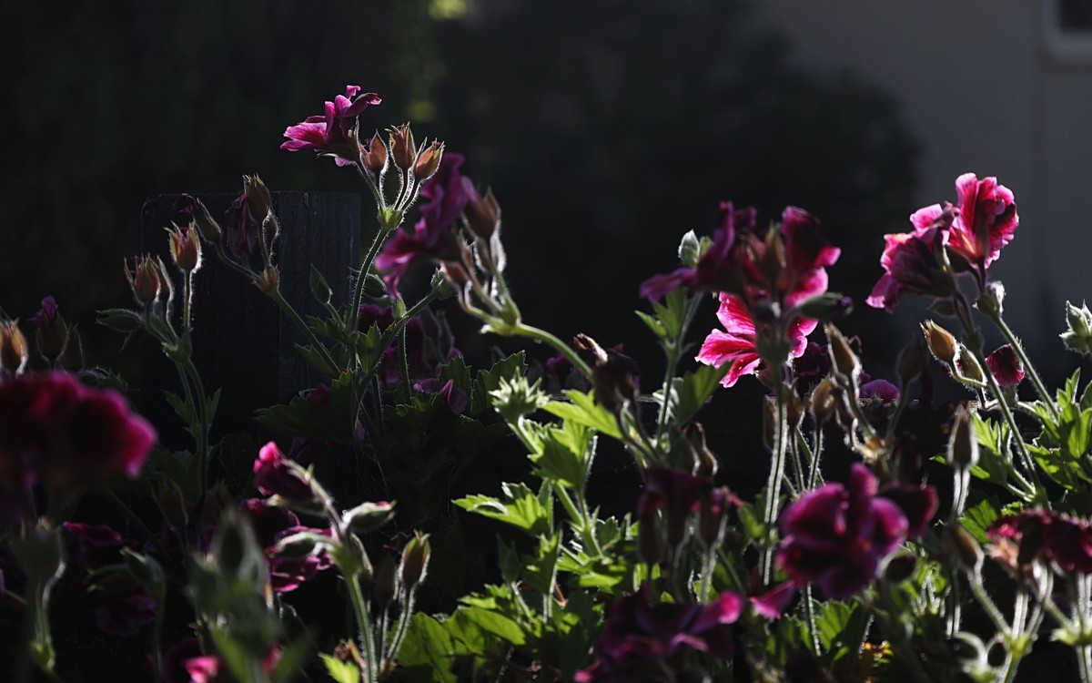 花卉杂拍（二）