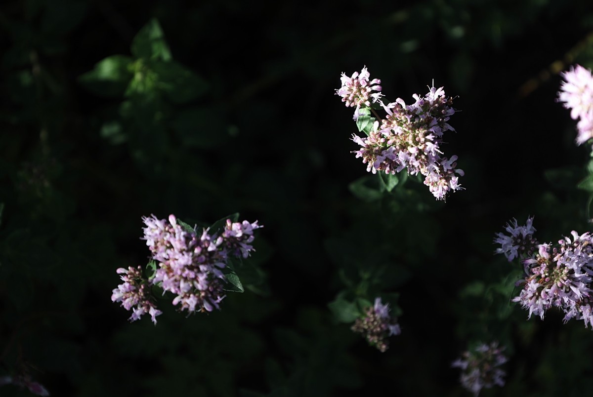 花卉杂拍（二）