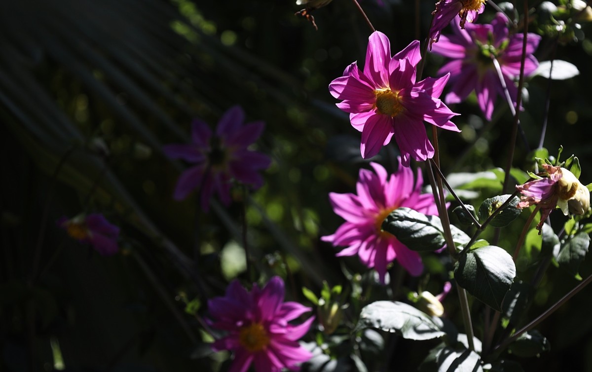 花卉杂拍（二）