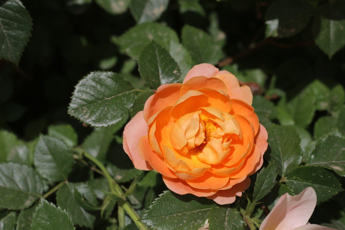 月季花