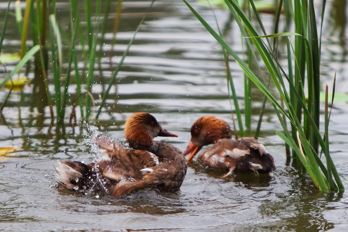 南湖小鸭子随拍太小撒啊