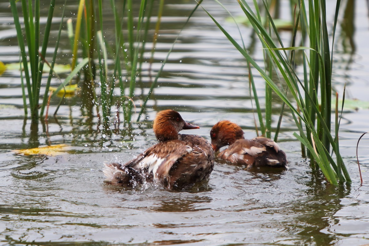 试下连拍几个年轻的小家伙