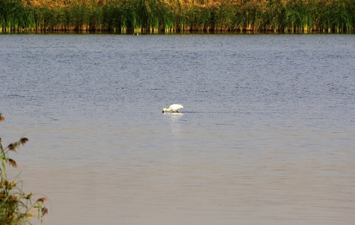 就近随拍了几张