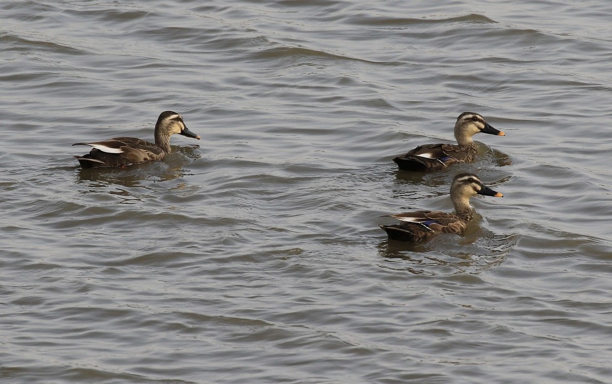 就近随拍了几张