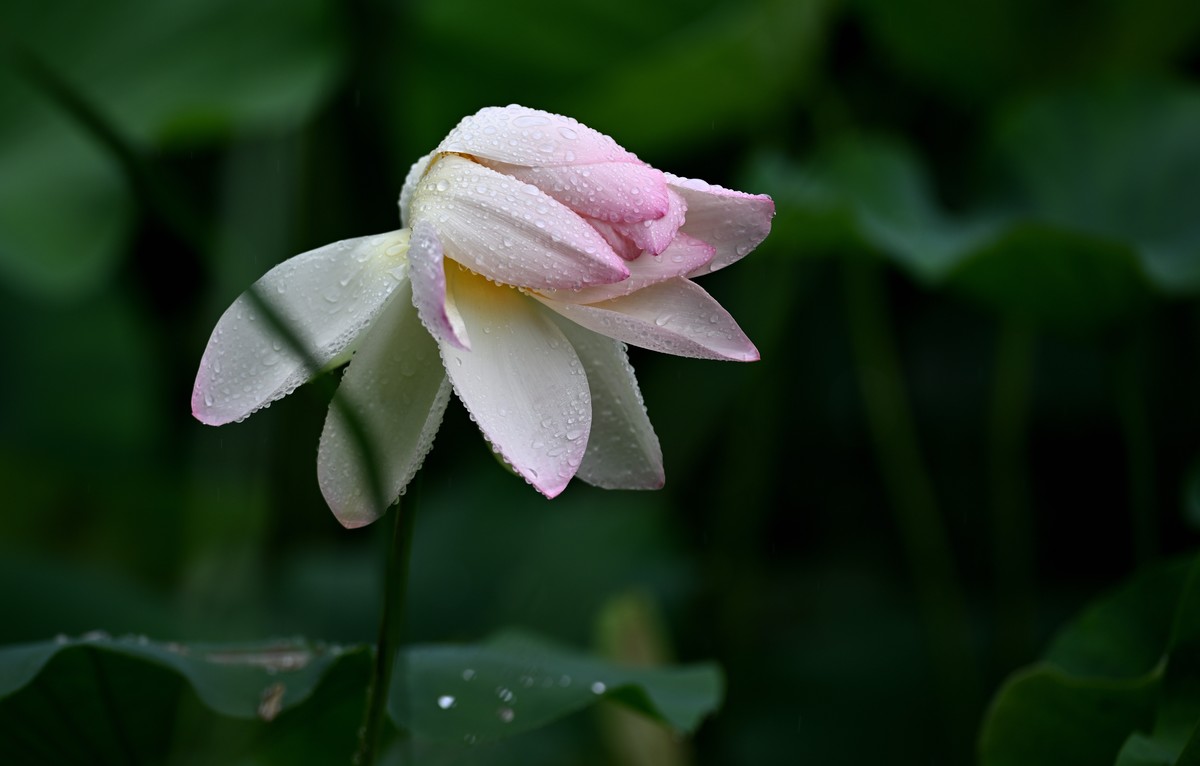 雨中荷花