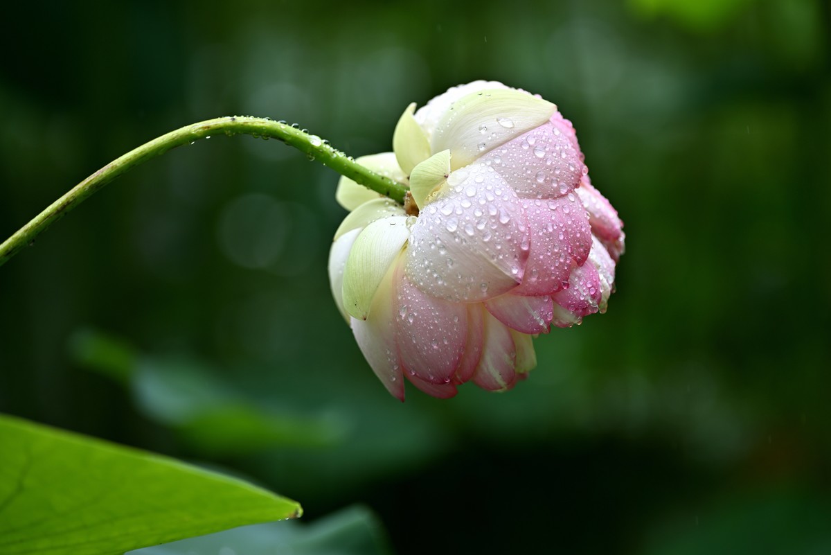 雨中荷花