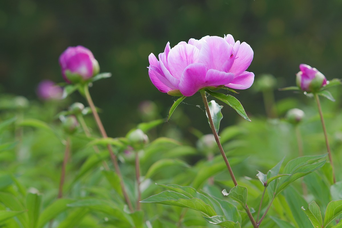 手动镜头中观看芍药花