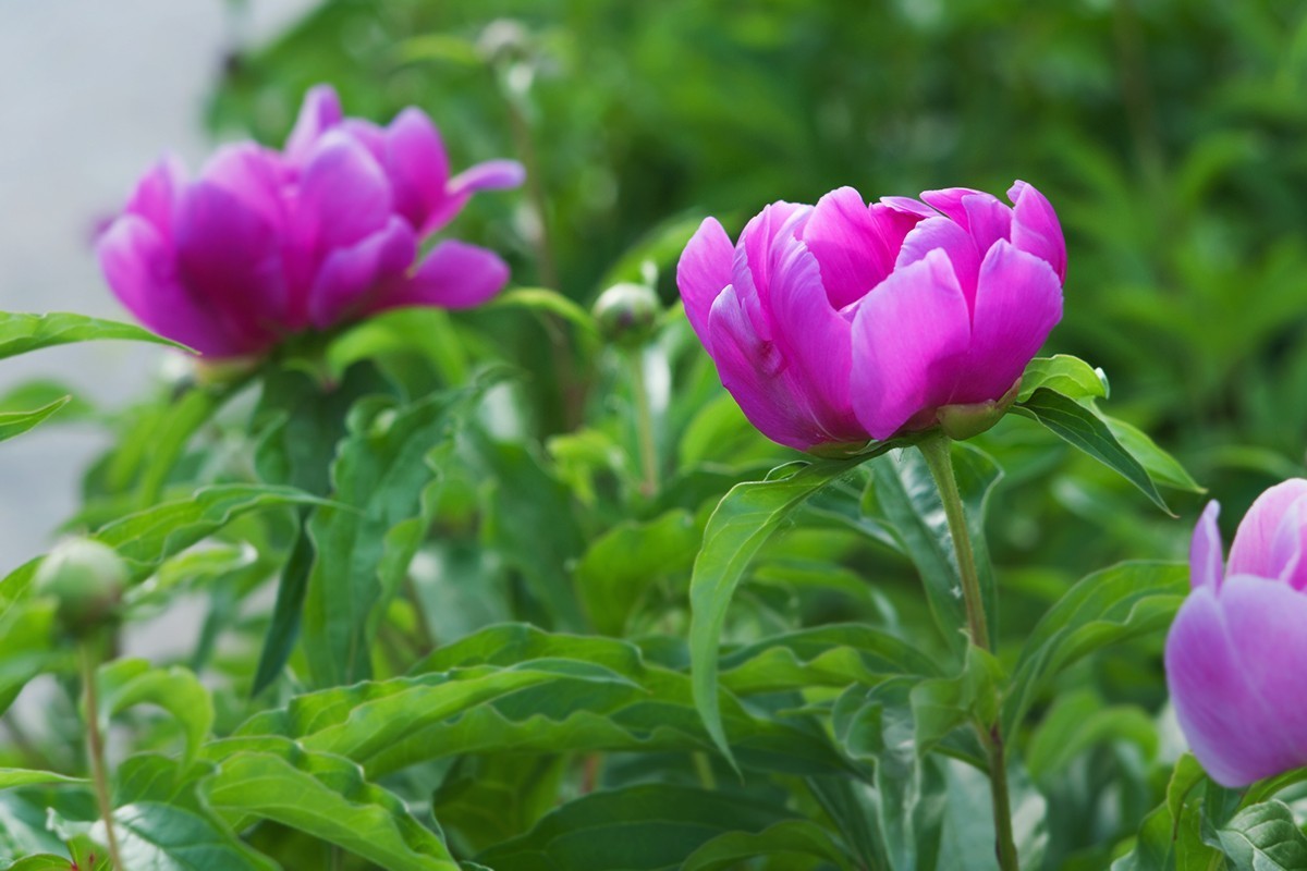 手动镜头中观看芍药花