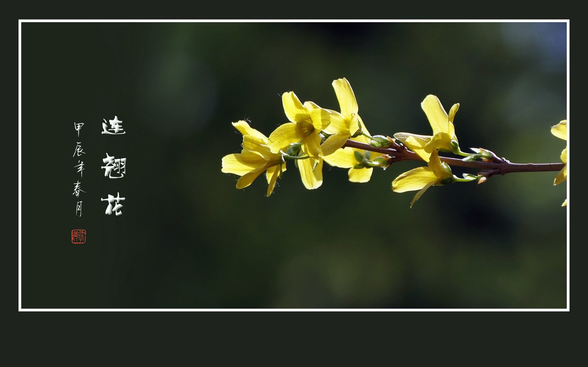 远看枝条串金钱，不见刘海嬉神蟾