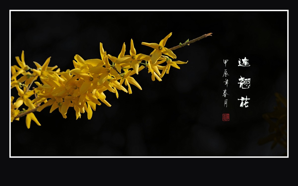 远看枝条串金钱，不见刘海嬉神蟾