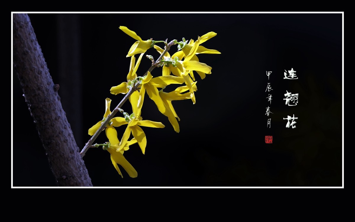 远看枝条串金钱，不见刘海嬉神蟾