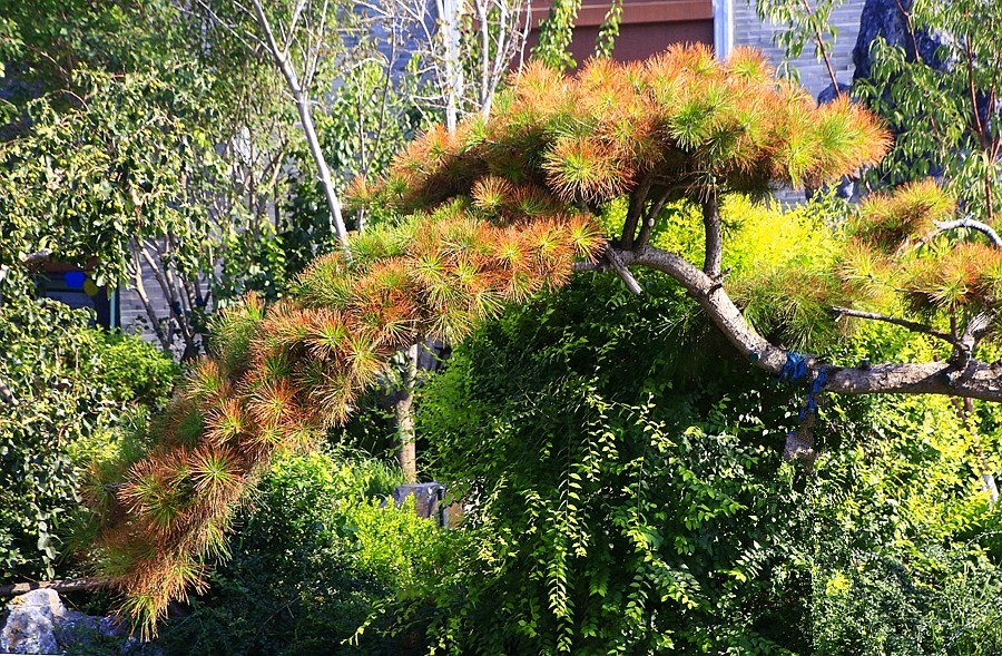 《不老松：纪实摄影》大美沧州系列報道：南川老街里还有个音乐喷泉花园！建筑风格有点