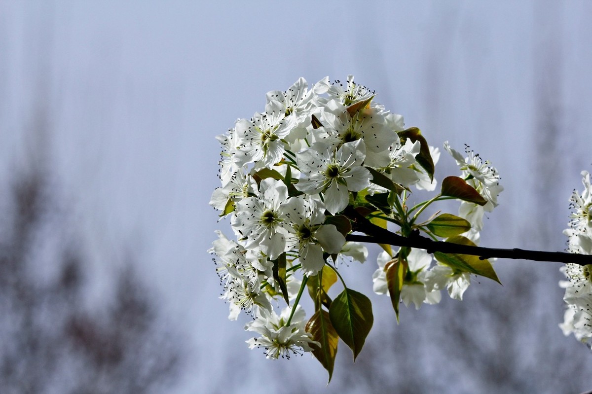 盛开的梨花