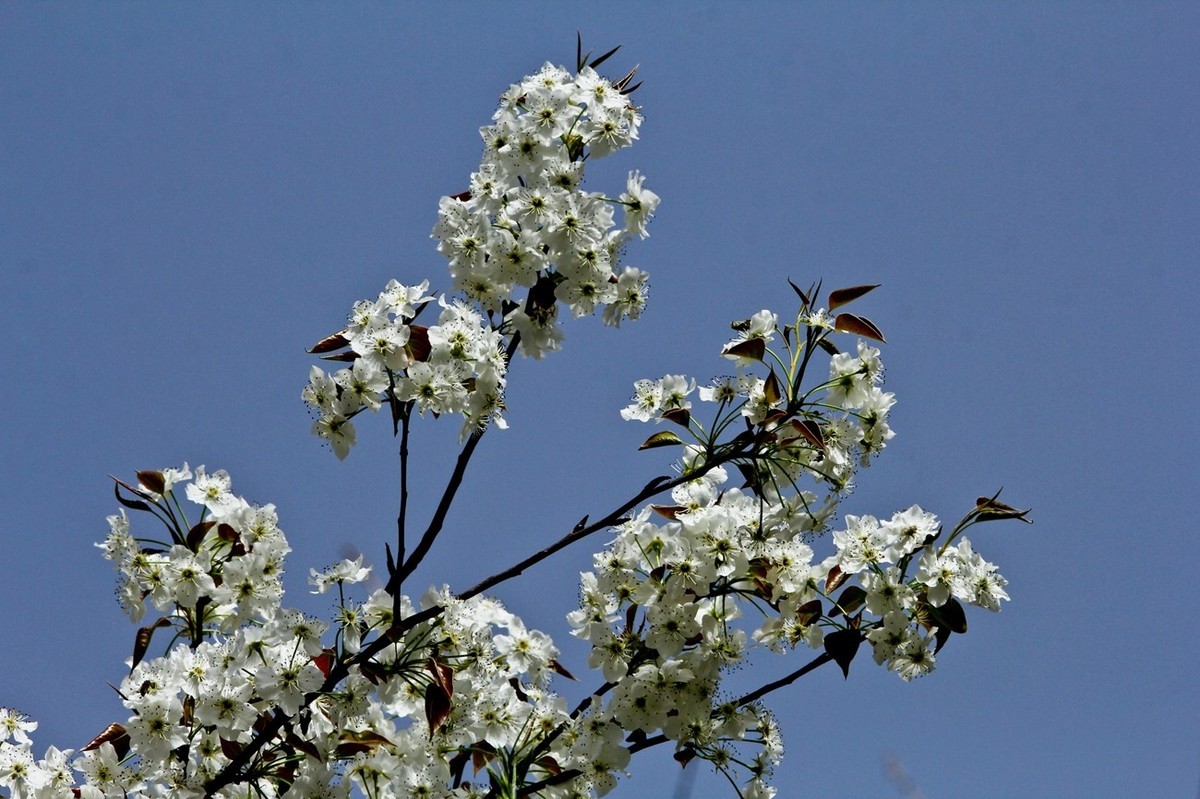盛开的梨花