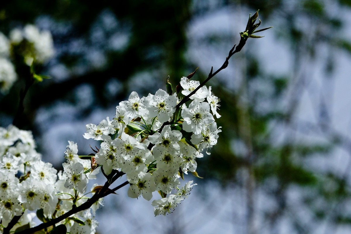 盛开的梨花