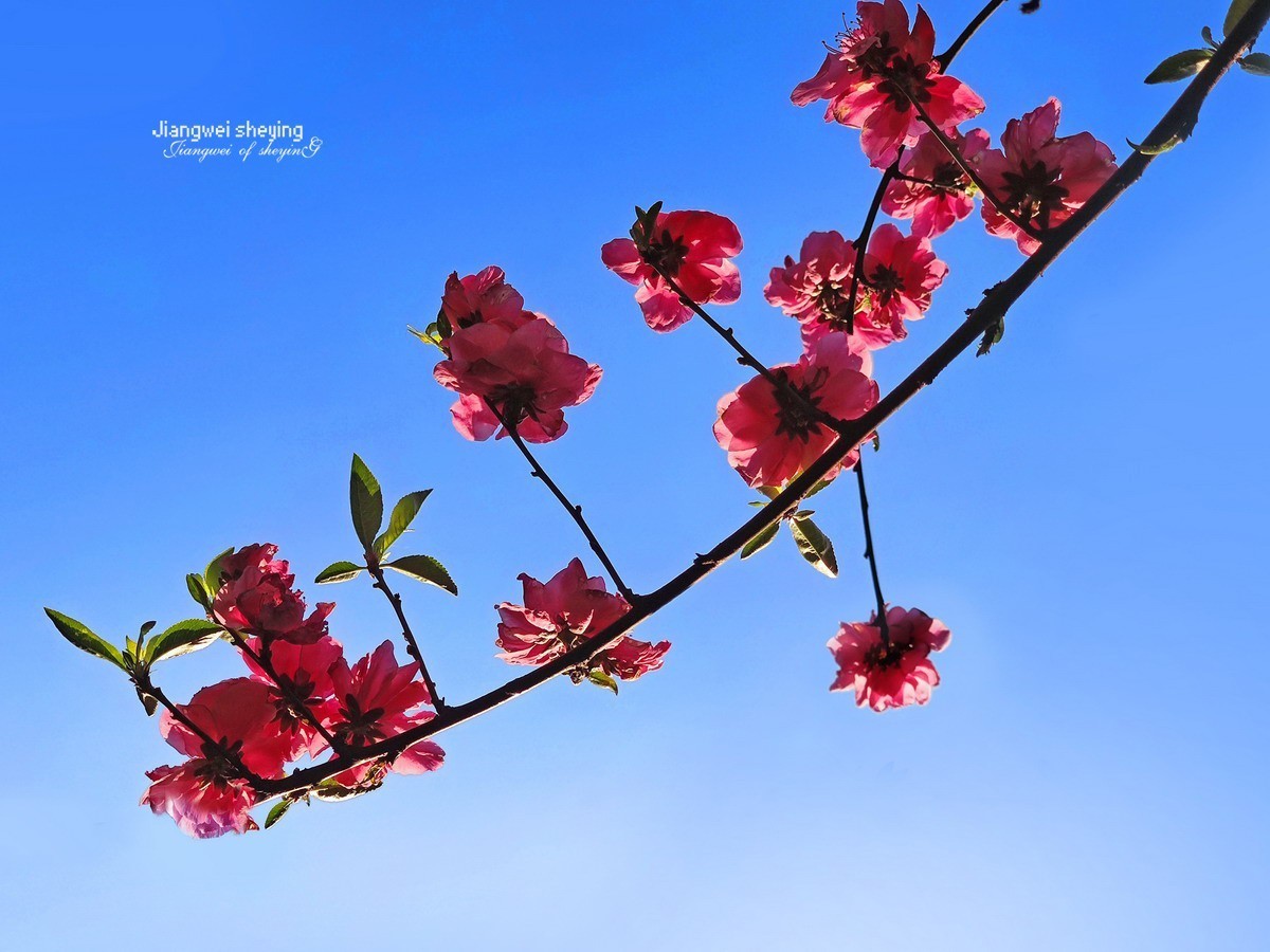 花枝招展——9P