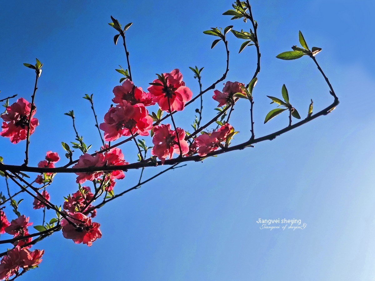 花枝招展——9P