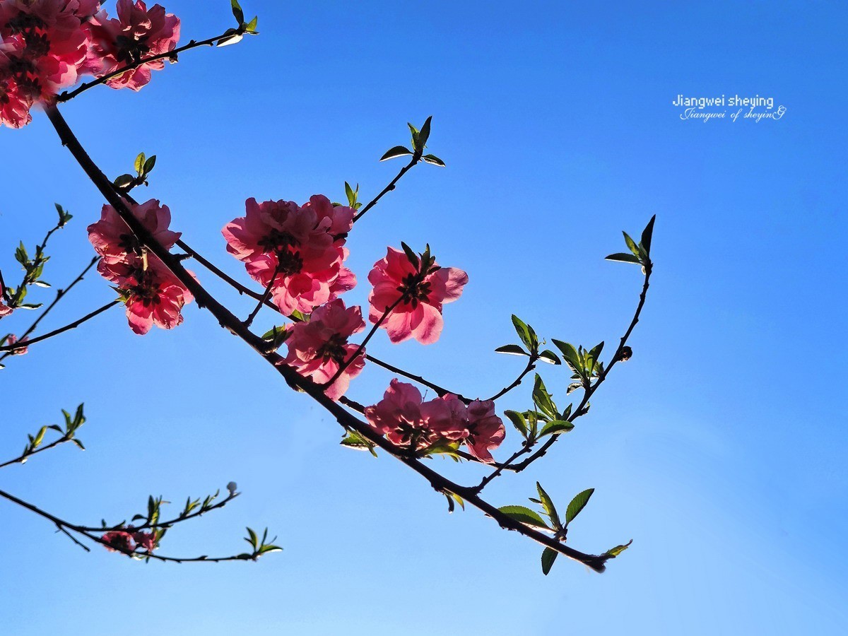 花枝招展——9P