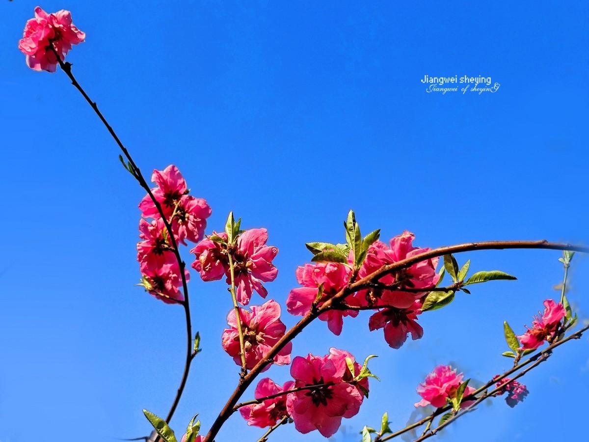 花枝招展——9P