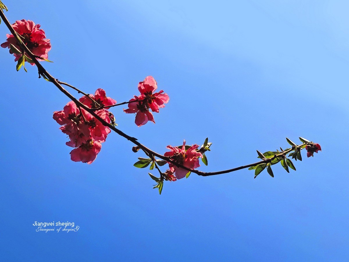 花枝招展——9P