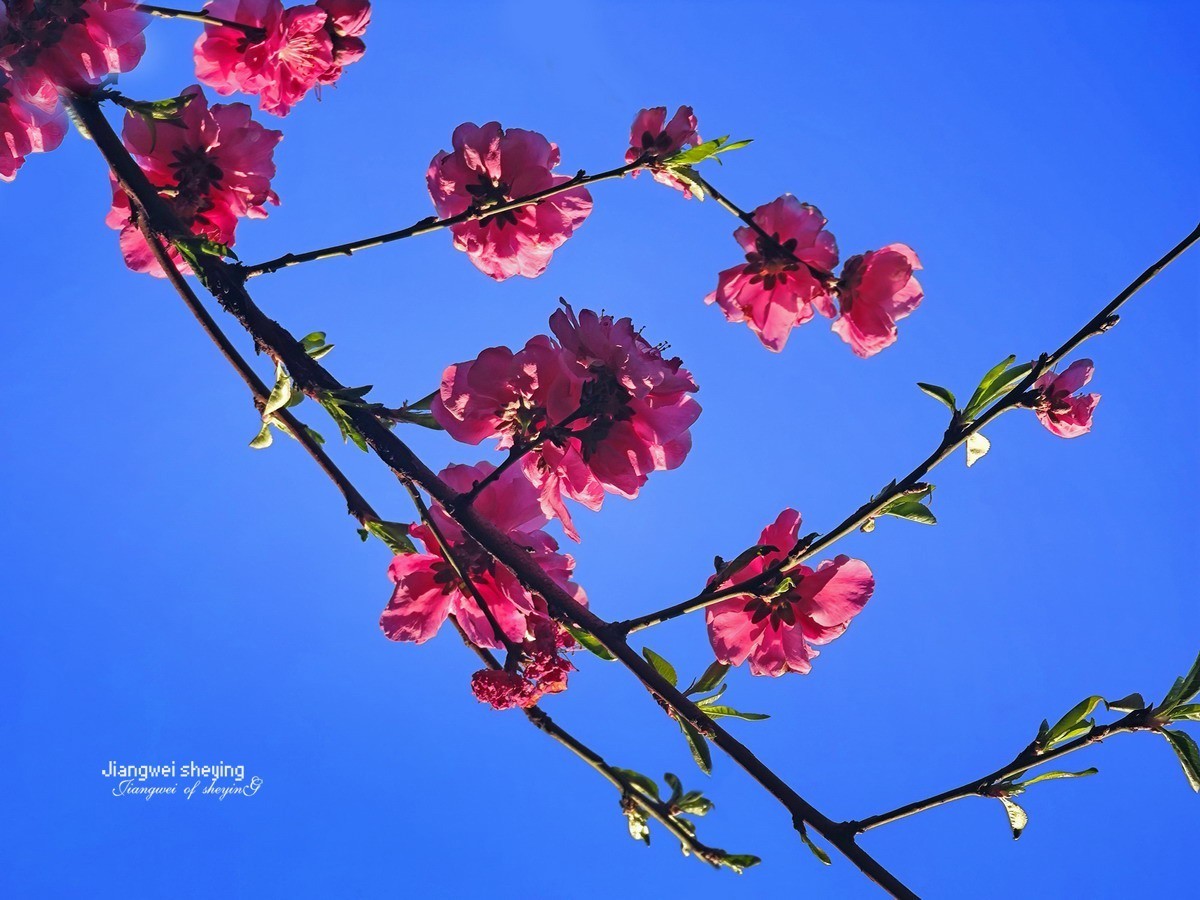 花枝招展——9P