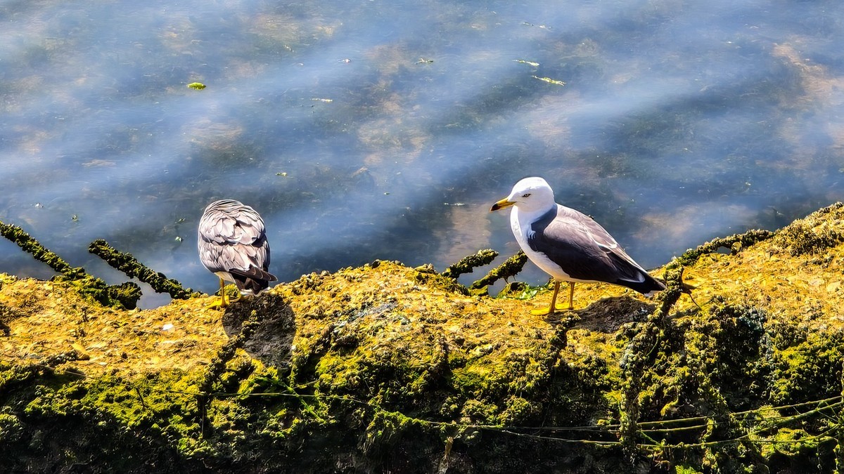 春 和 景 明 游 虎 滩