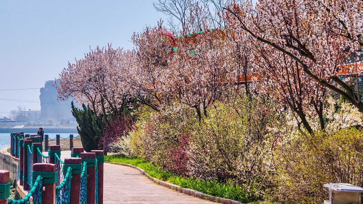 春 和 景 明 游 虎 滩