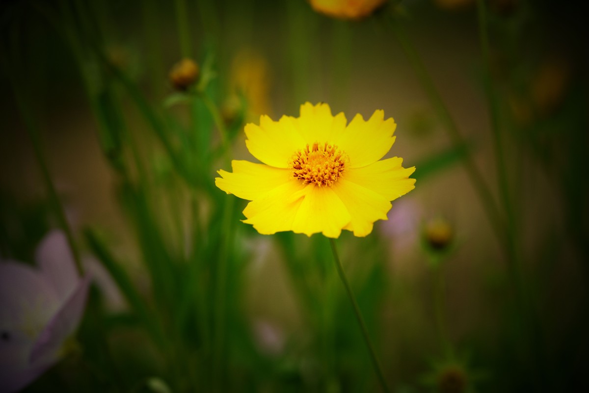 买了个微距试拍（港版）