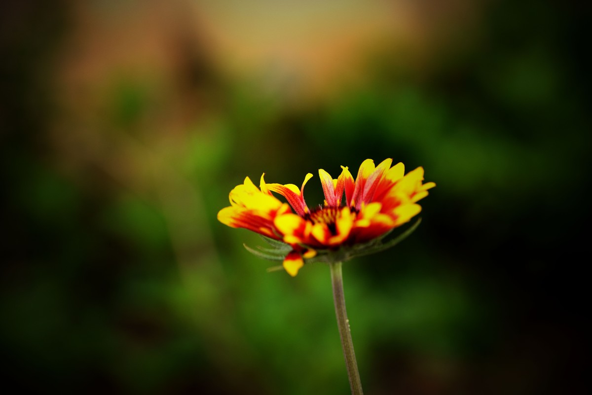 买了个微距试拍（港版）