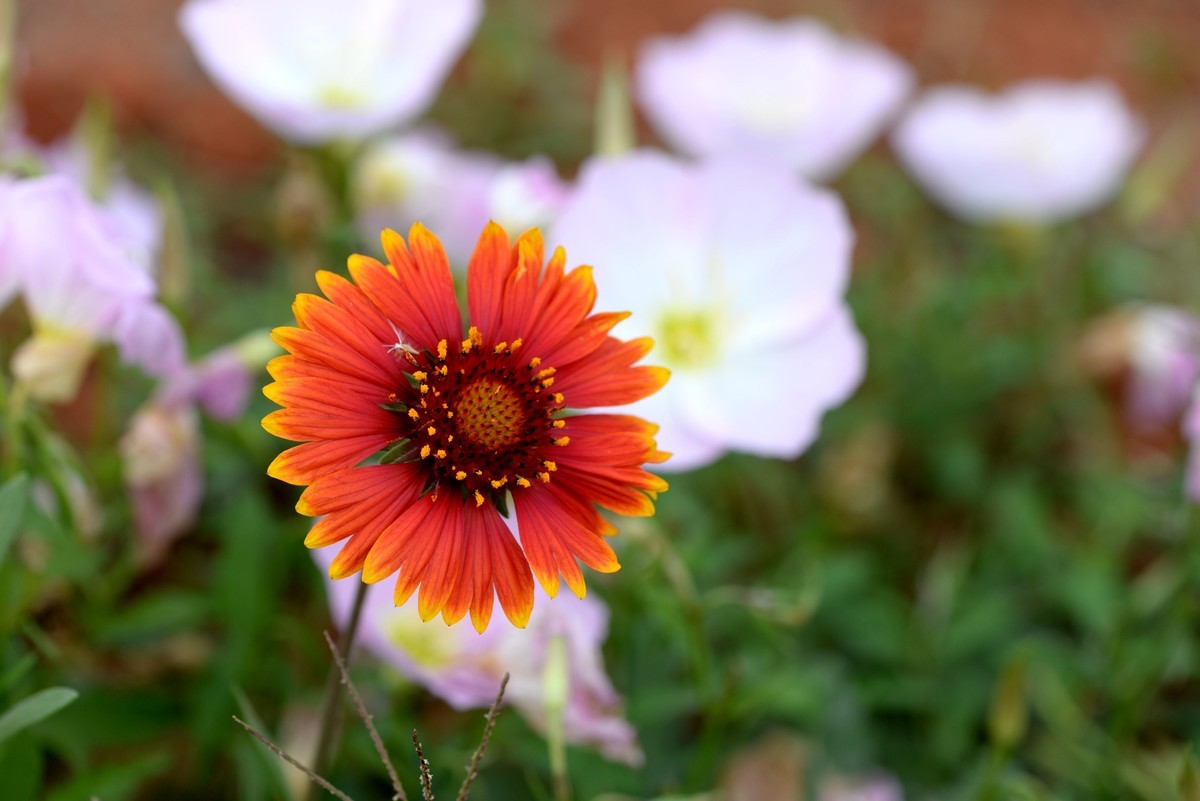 买了个微距试拍（港版）
