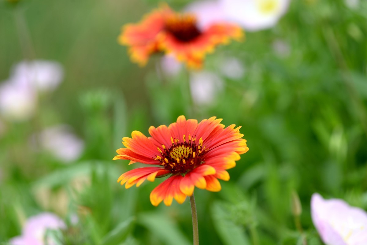 买了个微距试拍（港版）