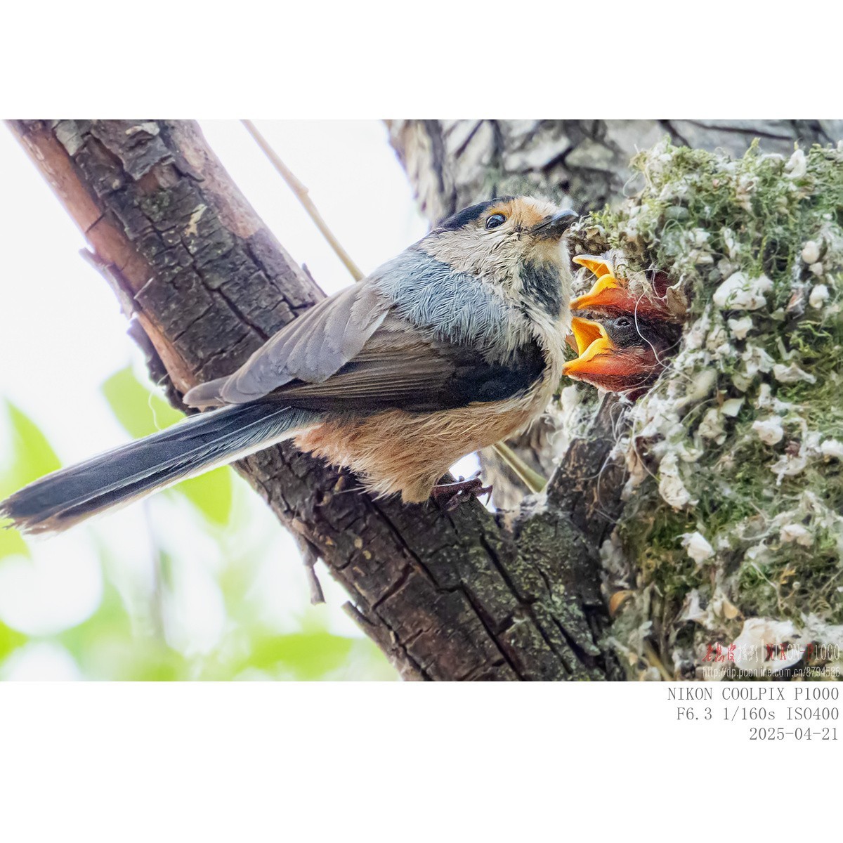 250421 银喉长尾山雀