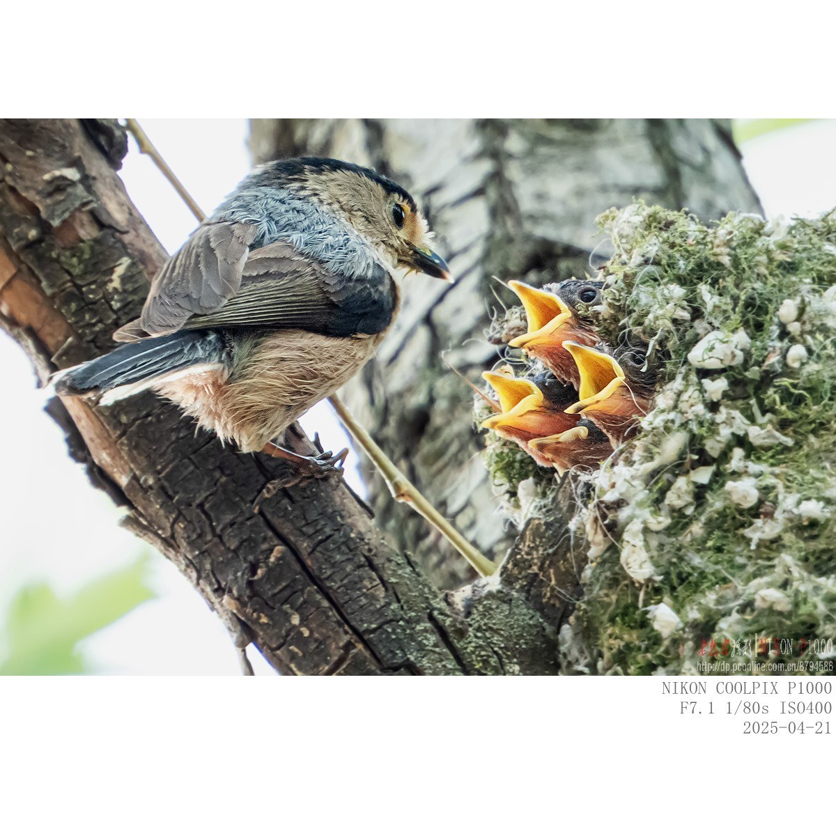 250421 银喉长尾山雀